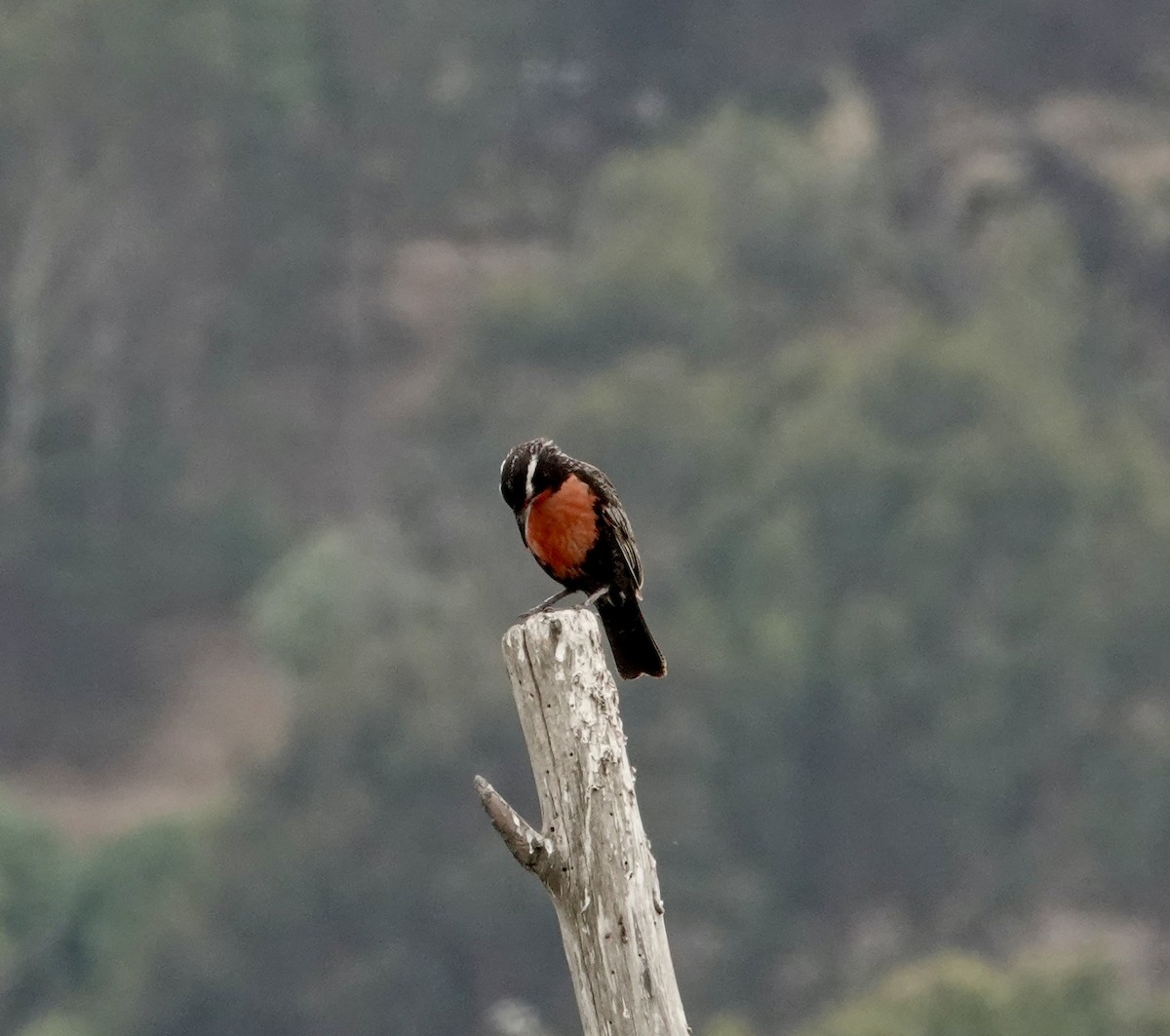 storlerketrupial - ML647319708