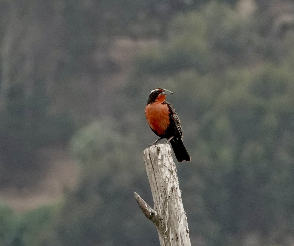 storlerketrupial - ML647319709