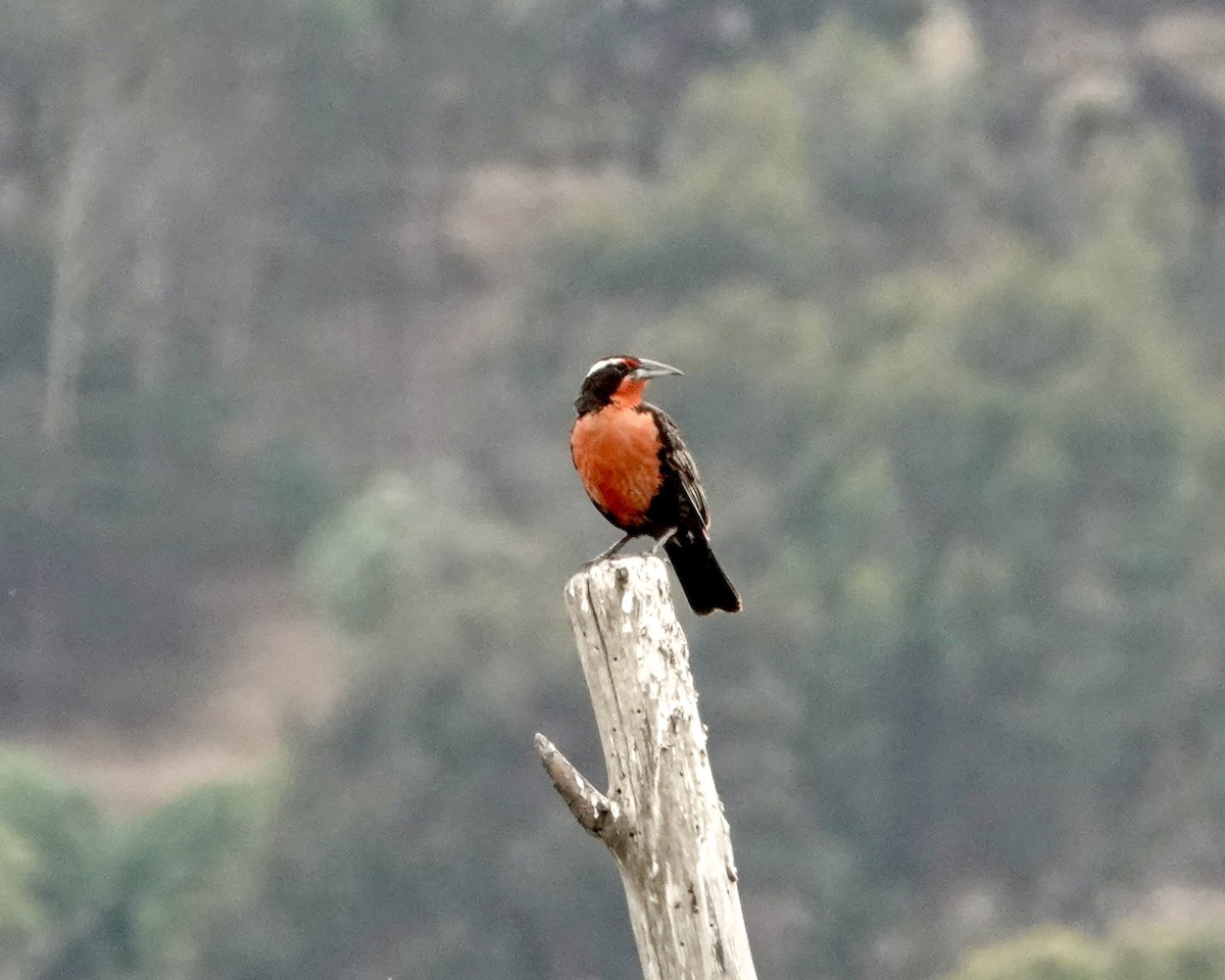 storlerketrupial - ML647319710