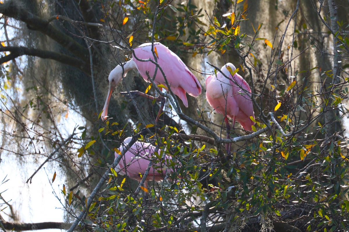 rosenskjestork - ML647319711