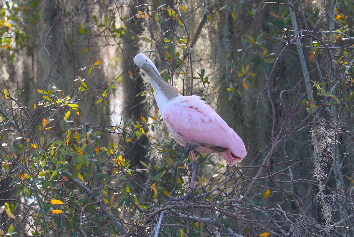 rosenskjestork - ML647319712