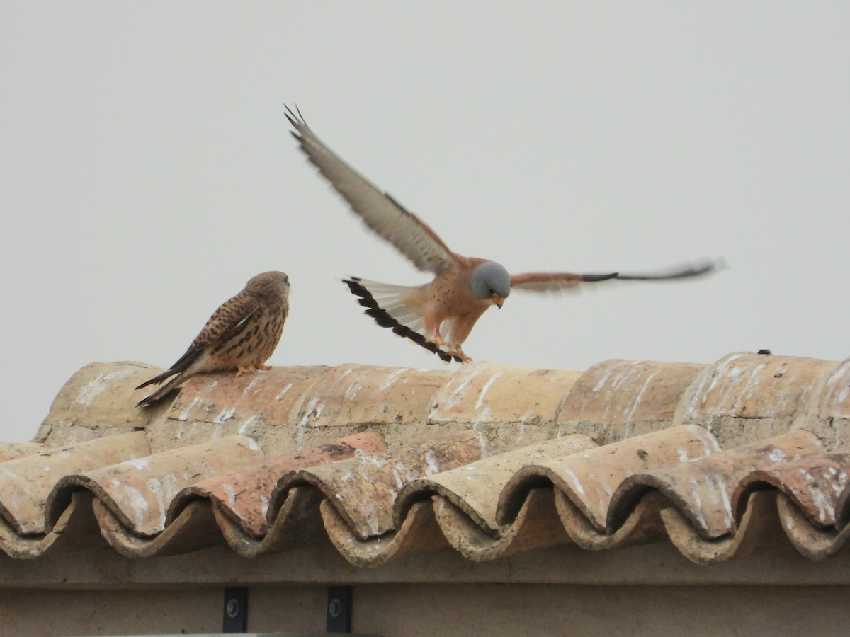 rødfalk - ML647319713