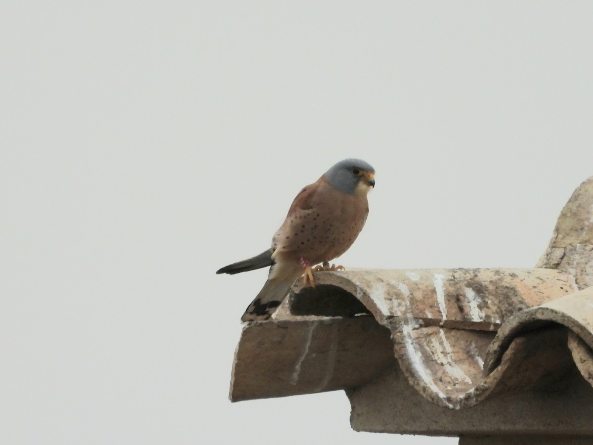 rødfalk - ML647319714