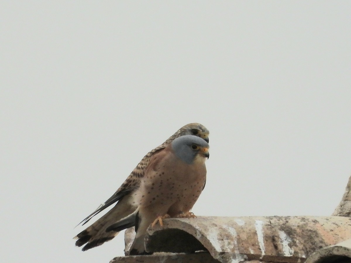 rødfalk - ML647319715