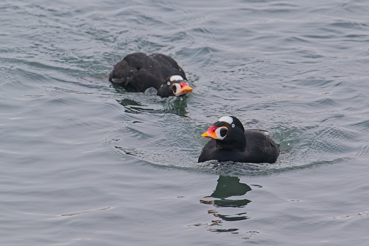 brilleand - ML647319716