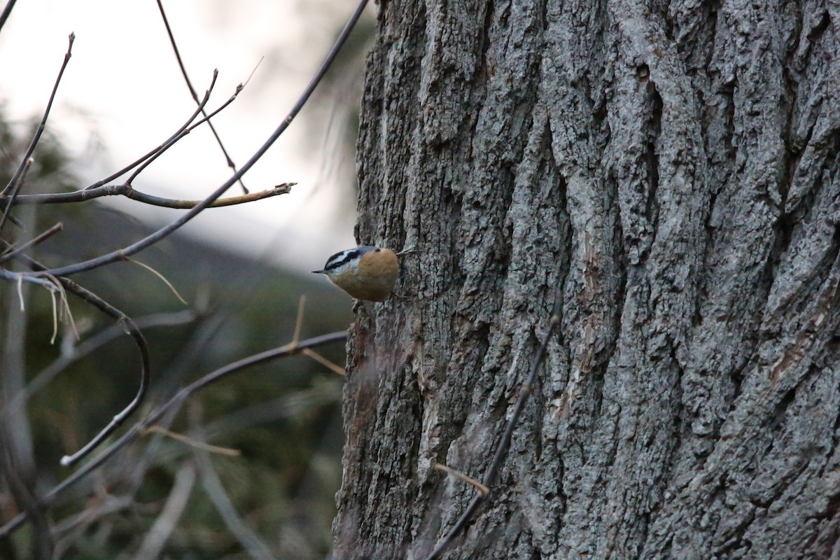 rustspettmeis - ML647319717