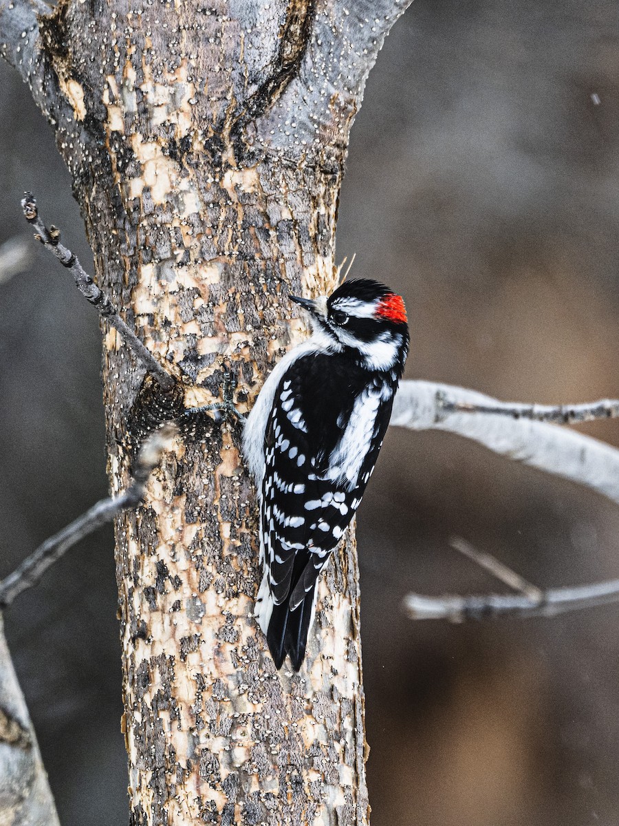 dunspett - ML647319718