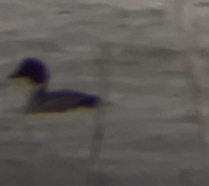 kvinand - ML647319719