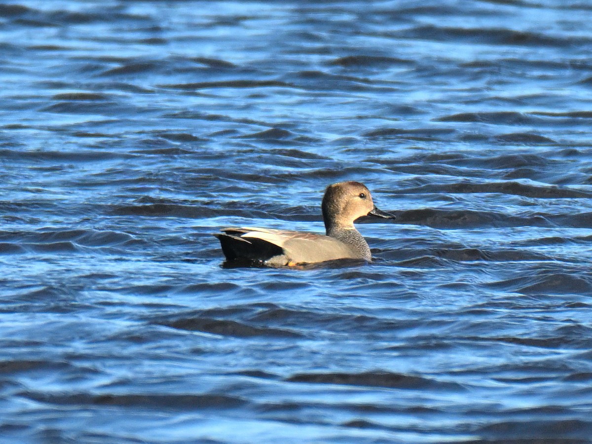 赤膀鴨 - ML647319721