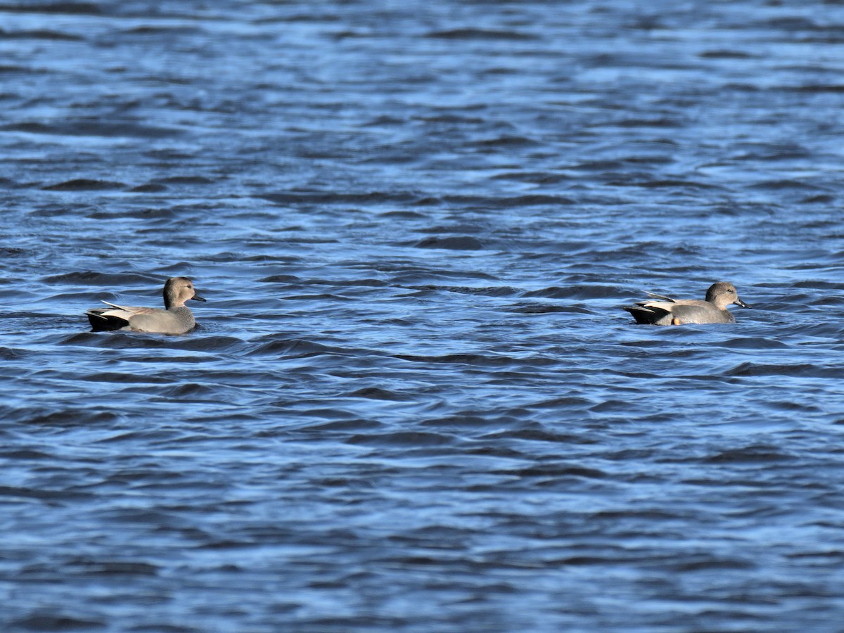 赤膀鴨 - ML647319722