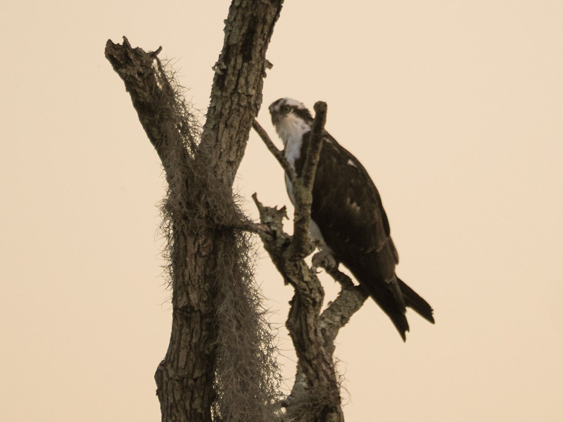 fiskeørn - ML647319723