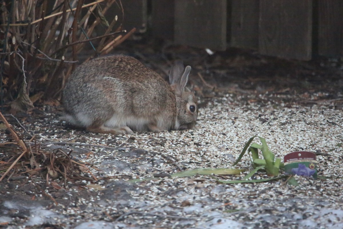 Animali - ML647319729