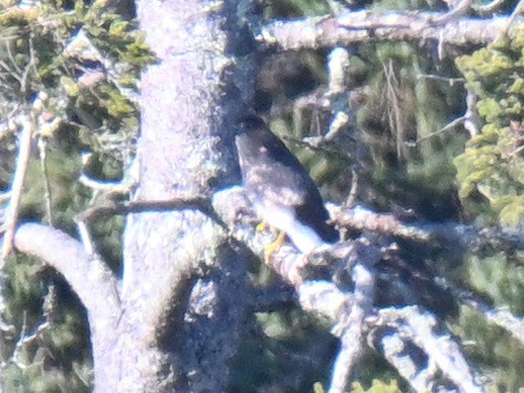 Cooper's Hawk - ML647319735