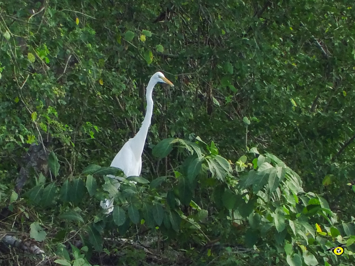 Silberreiher - ML647319739