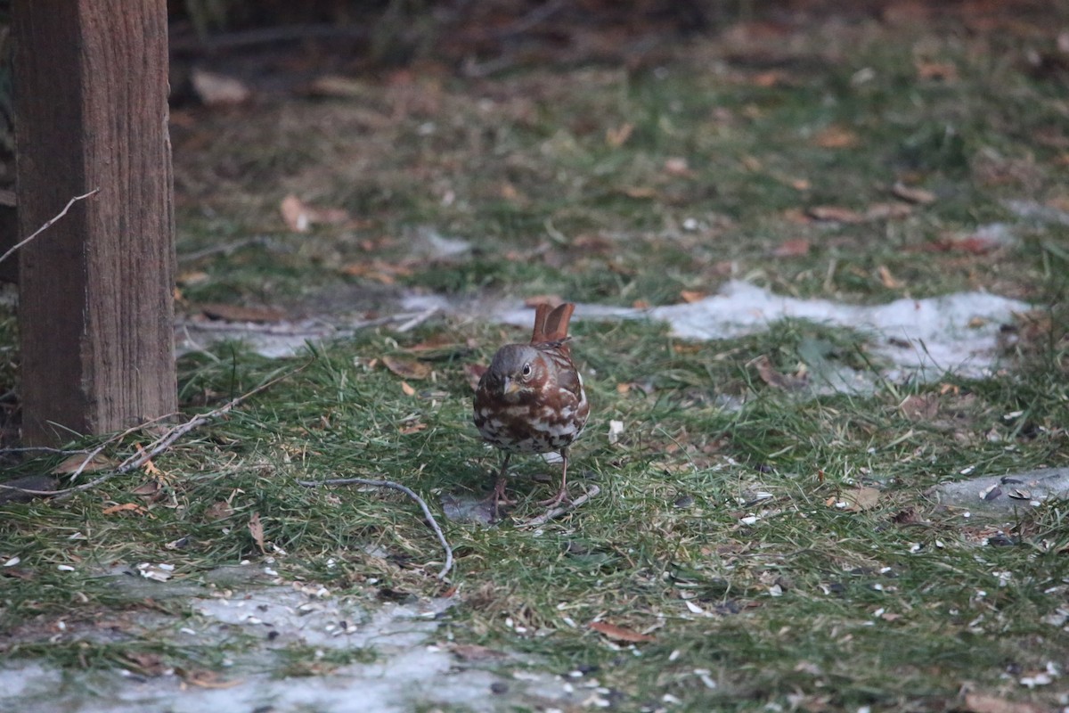 Passerella variabile - ML647319749