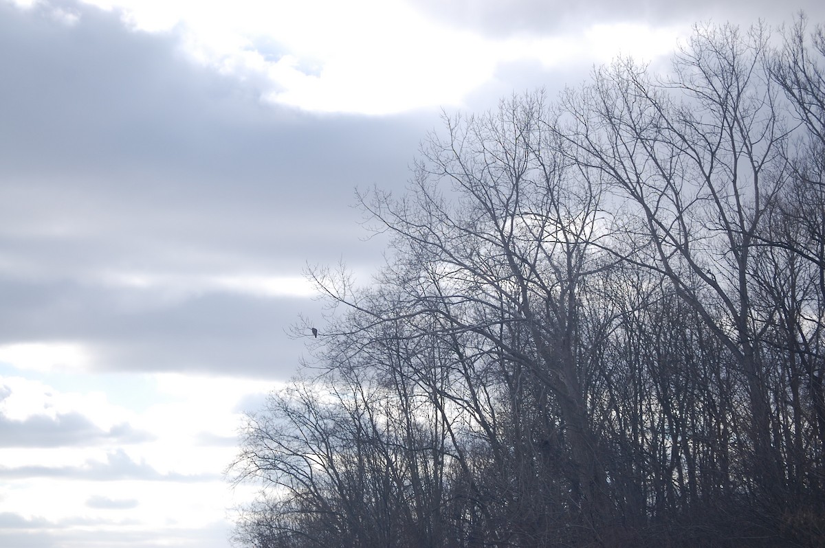 Краснохвостый канюк - ML647319759