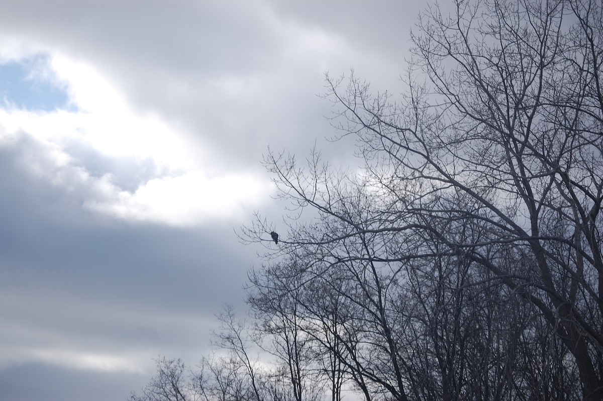 Краснохвостый канюк - ML647319760