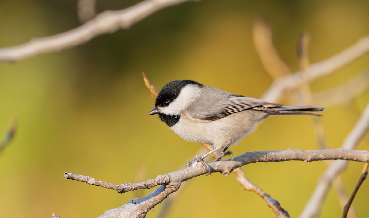 Carolina Chickadee - ML647319763