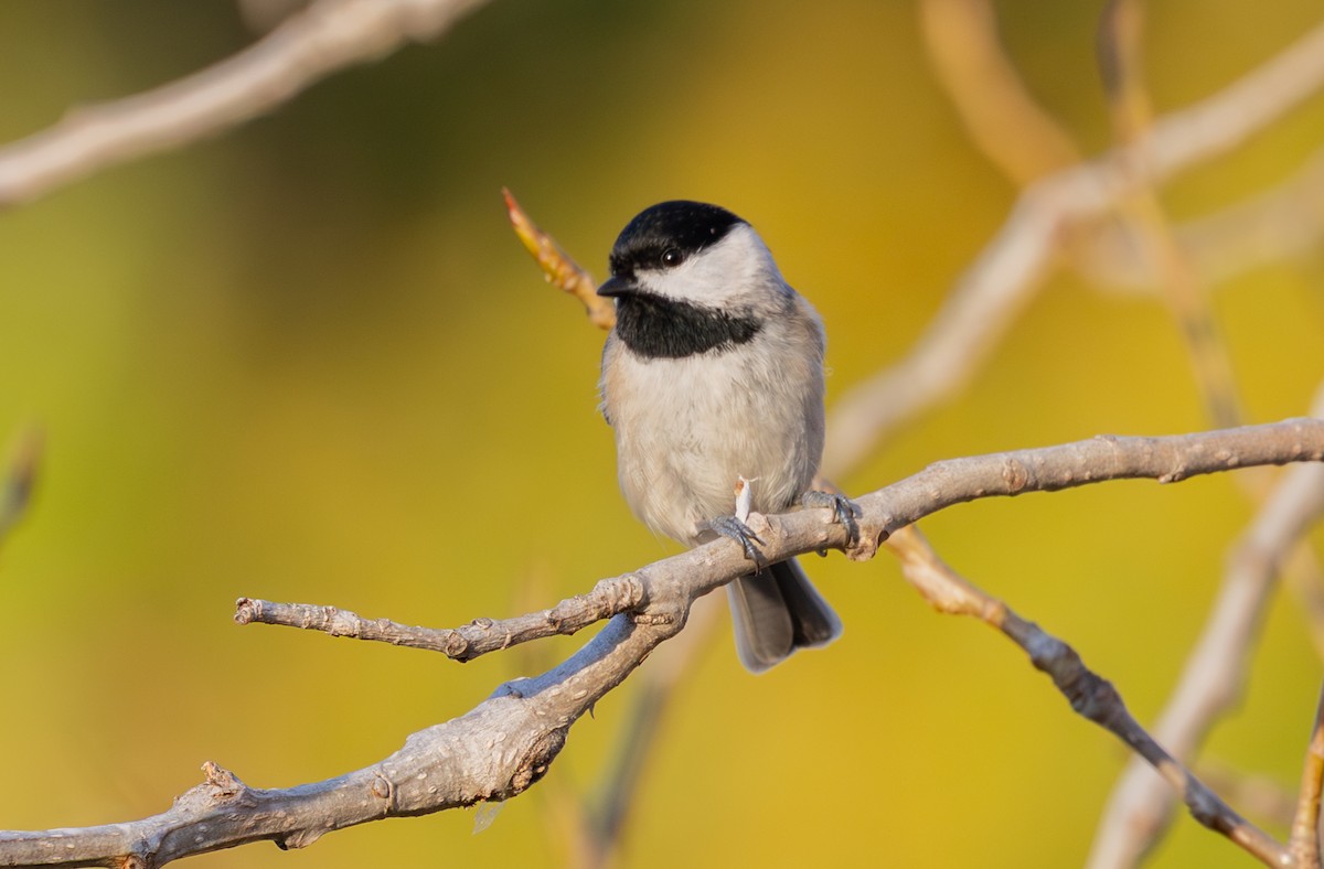Carolina Chickadee - ML647319770