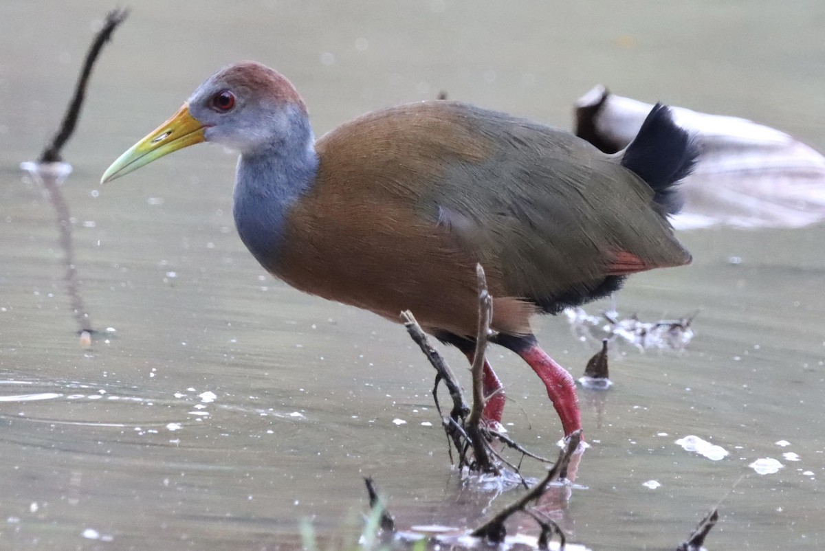 Russet-naped Wood-Rail - ML647319780