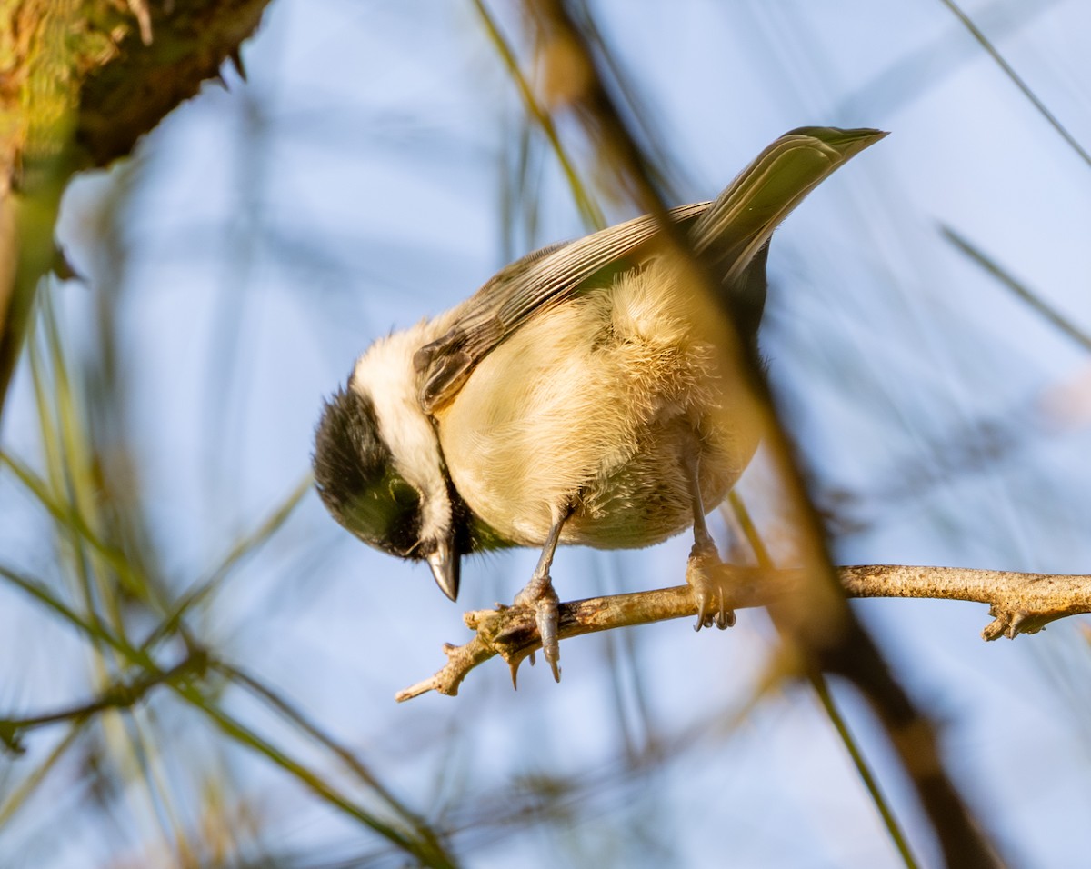 Carolina Chickadee - ML647319782