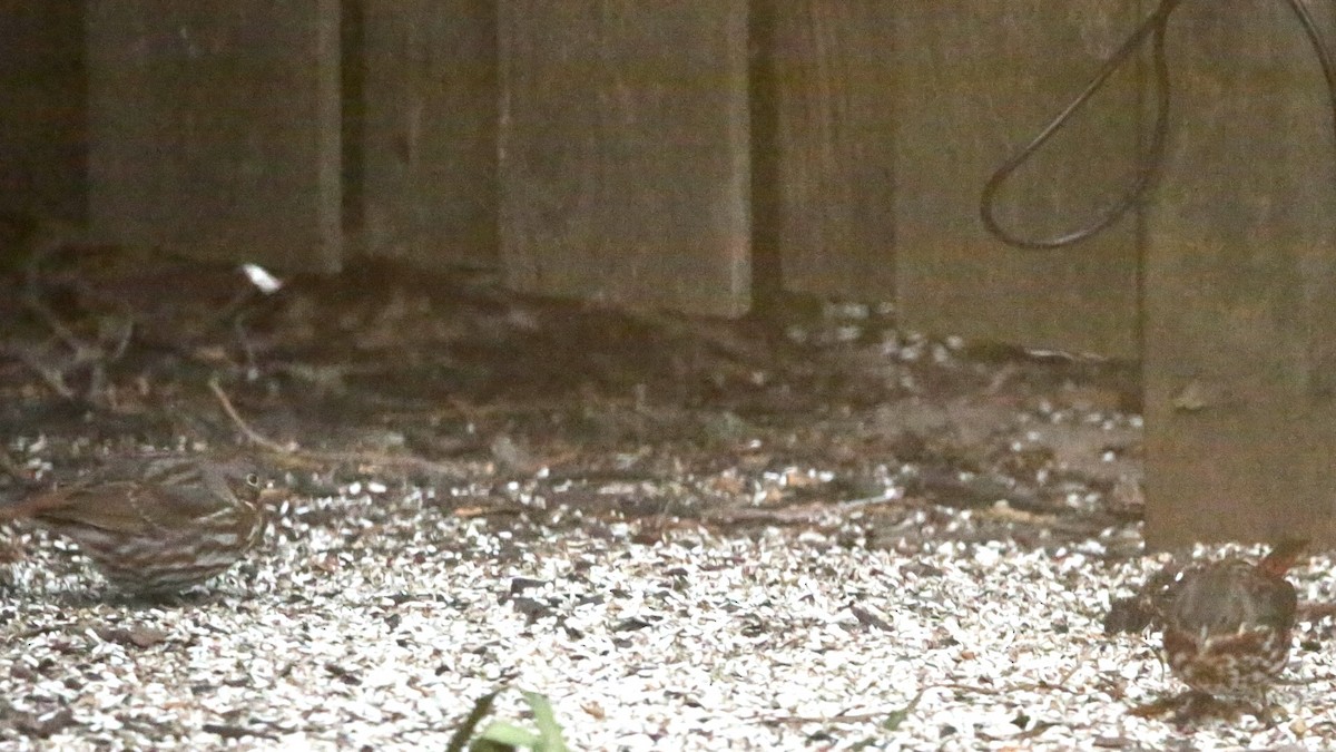 Passerella variabile - ML647319788