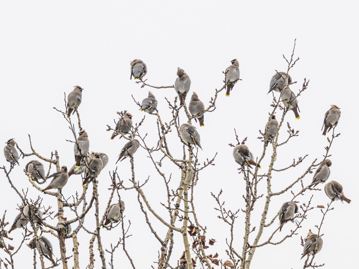 黃連雀 - ML647319799