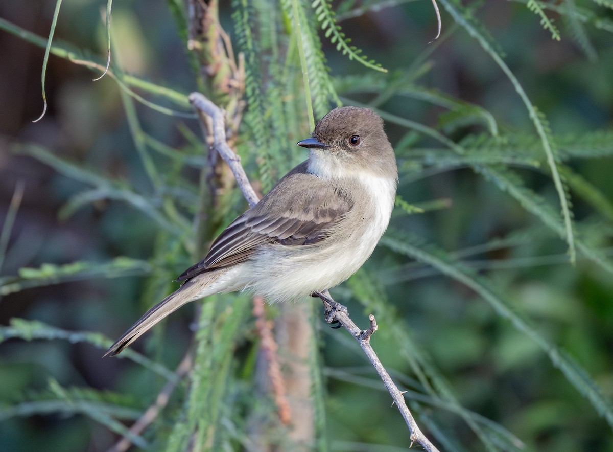 Eastern Phoebe - ML647319808