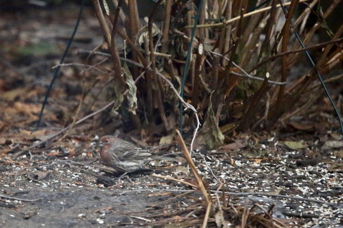 House Finch - ML647319810
