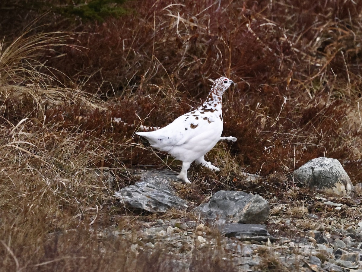 カラフトライチョウ - ML647319817