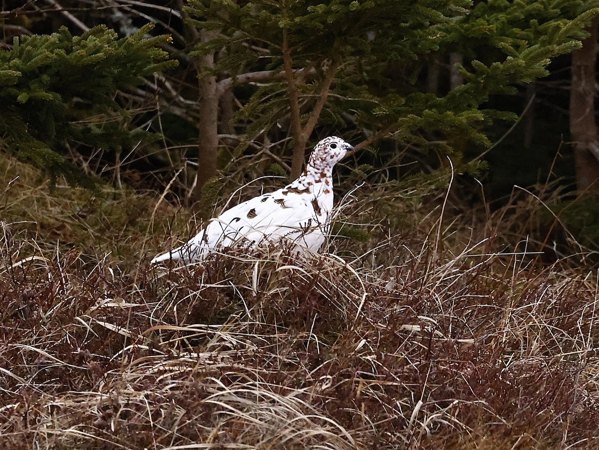 カラフトライチョウ - ML647319818