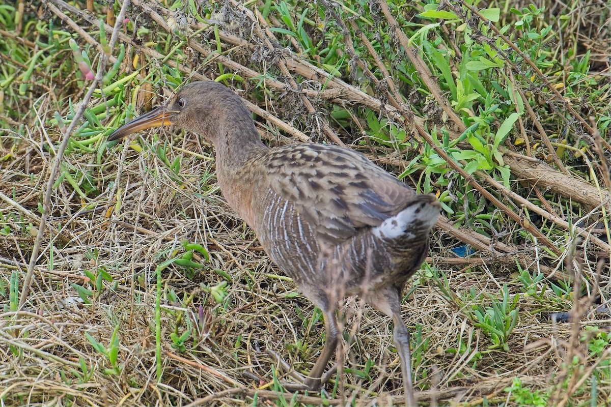 Ridgway's Rail - ML647319832