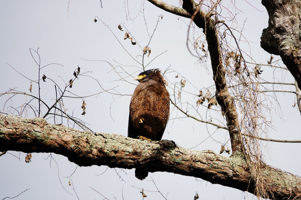 Хохлатый змееяд [группа cheela] - ML647319836