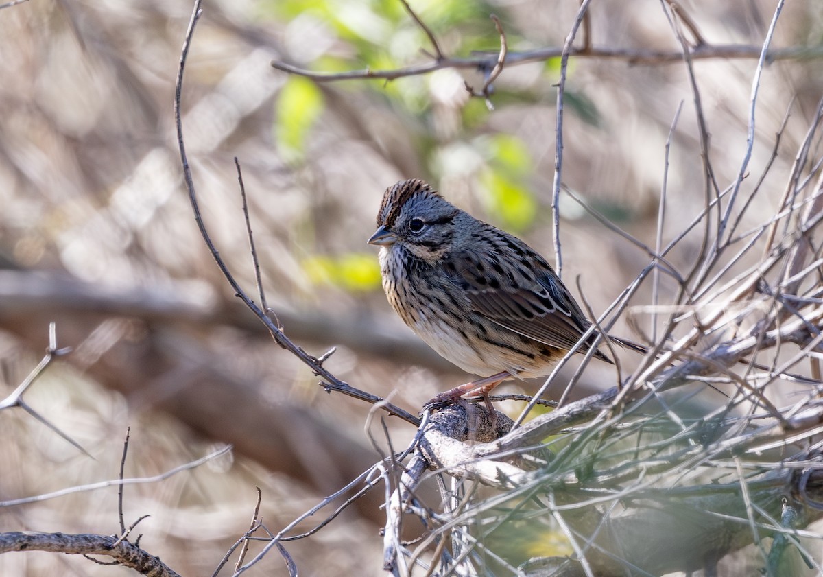 Lincoln's Sparrow - ML647319863