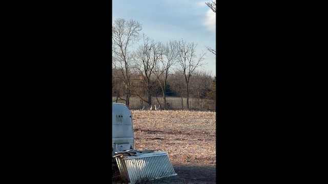 Канадский журавль - ML647319865