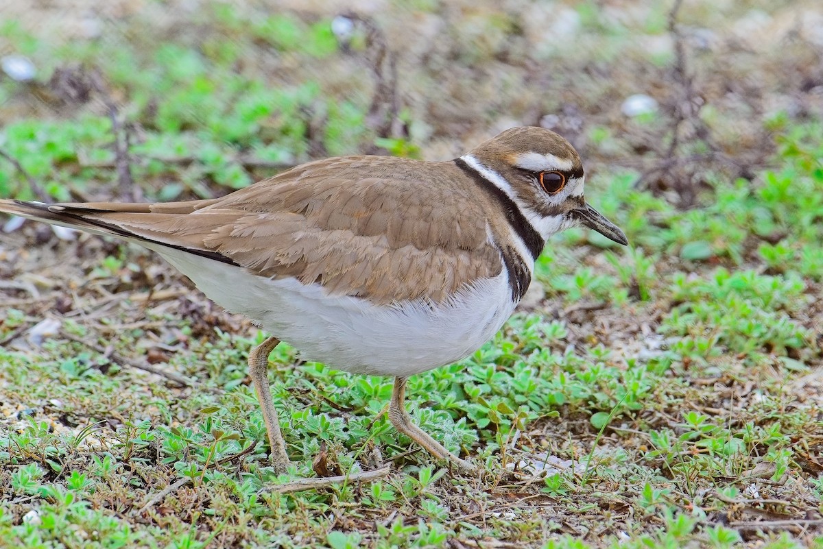 Killdeer - ML647319872