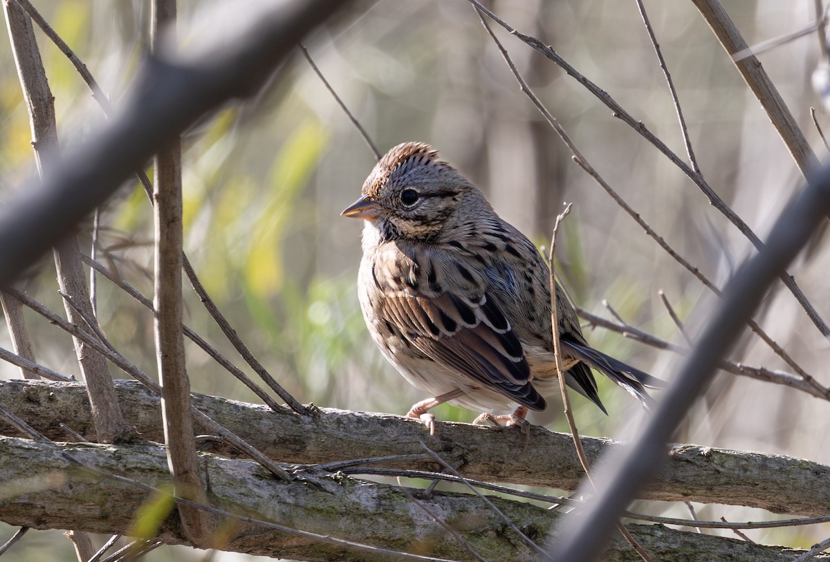 Lincoln's Sparrow - ML647319879
