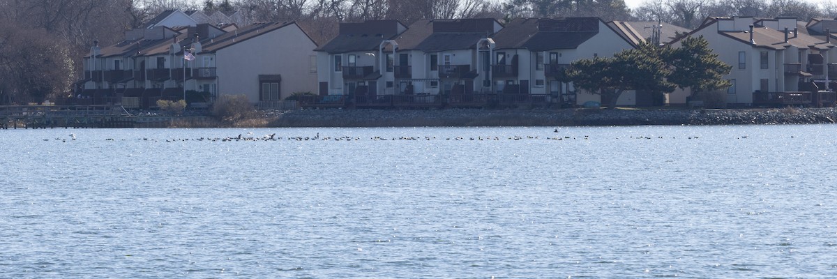שחף בלתי-מזוהה - ML647319881