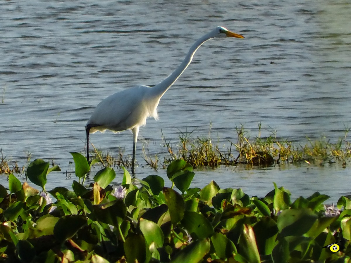 Silberreiher - ML647319886