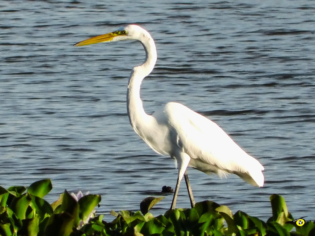 Silberreiher - ML647319887