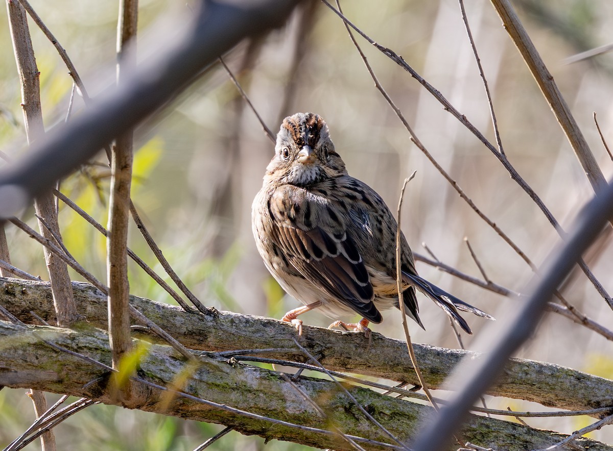 Lincoln's Sparrow - ML647319890