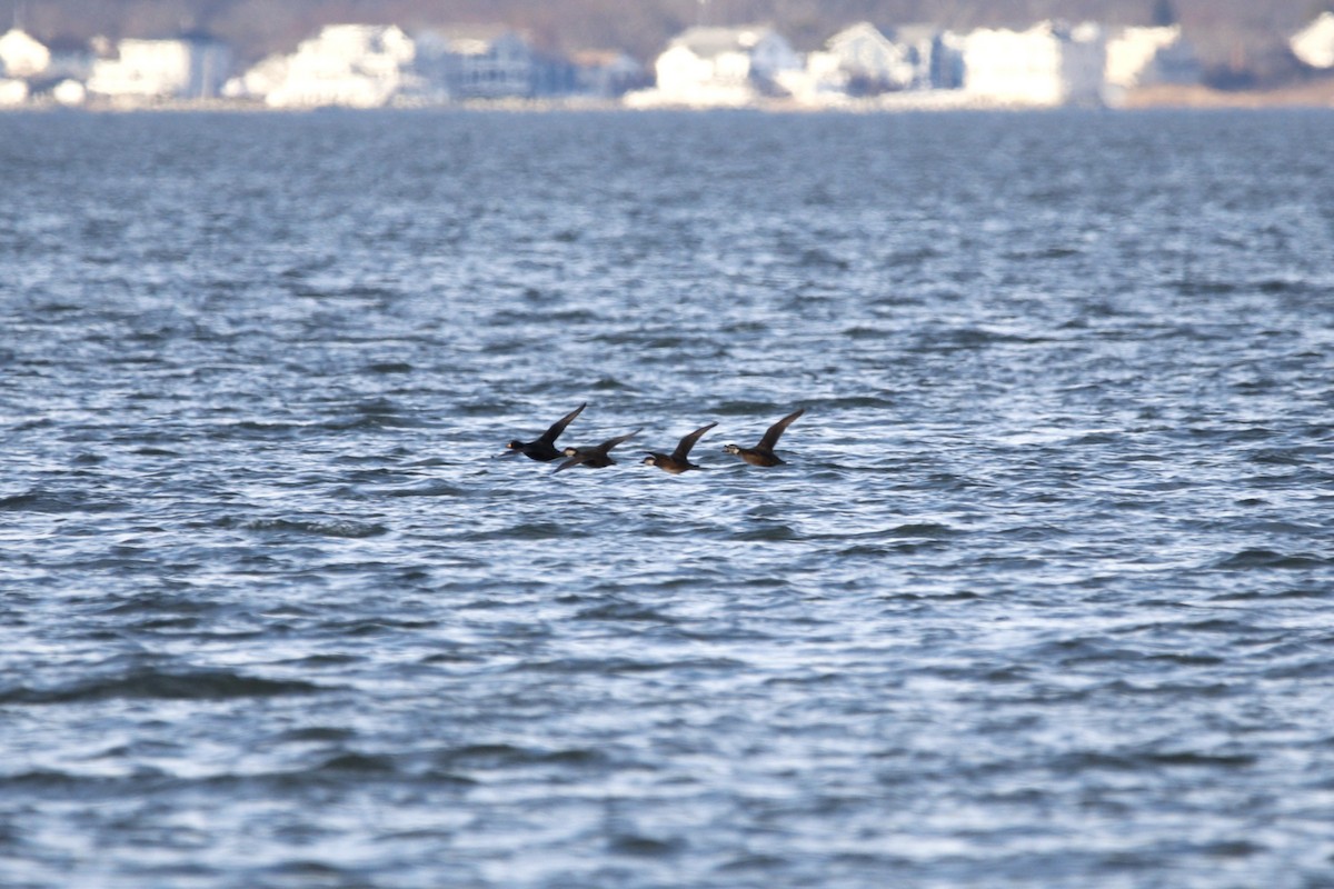 turpan žlutozobý - ML647319894