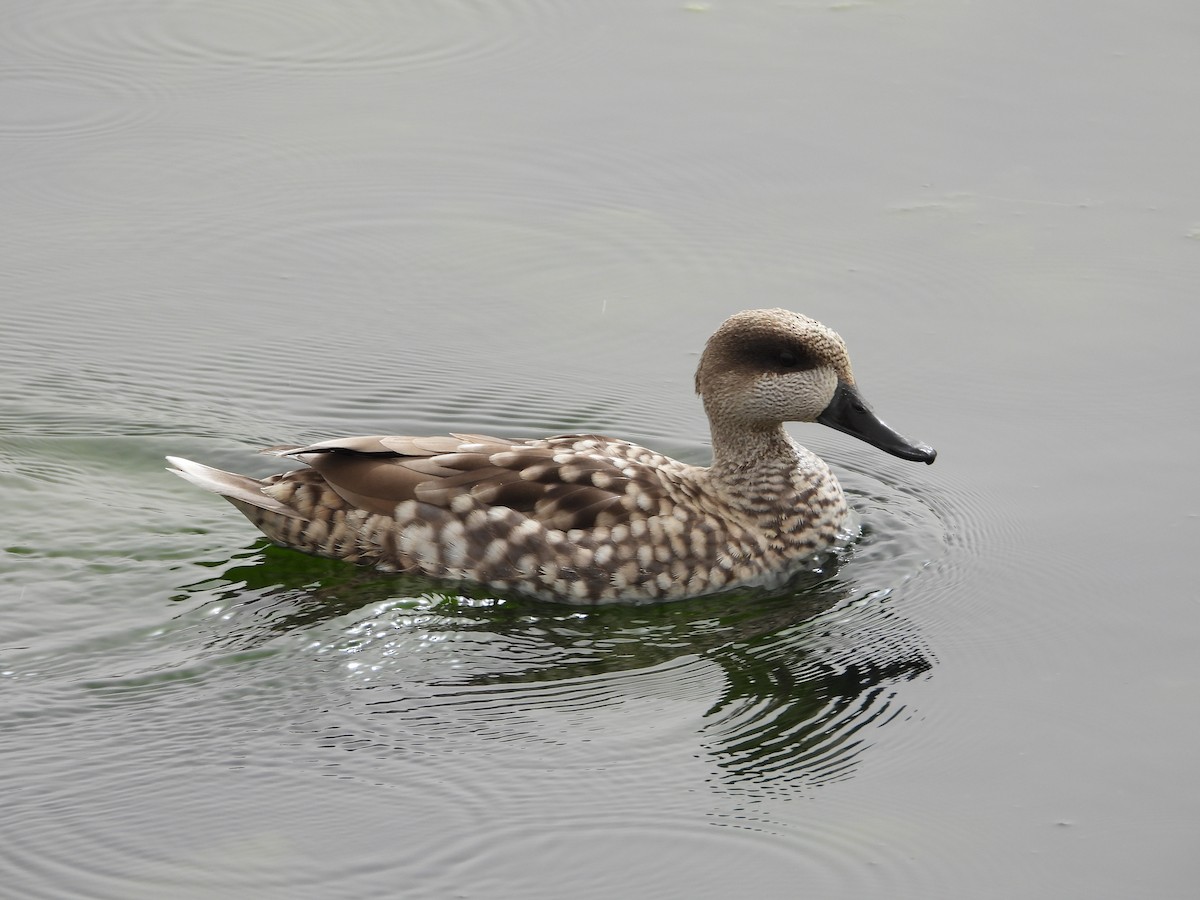 Marbled Duck - ML647319895