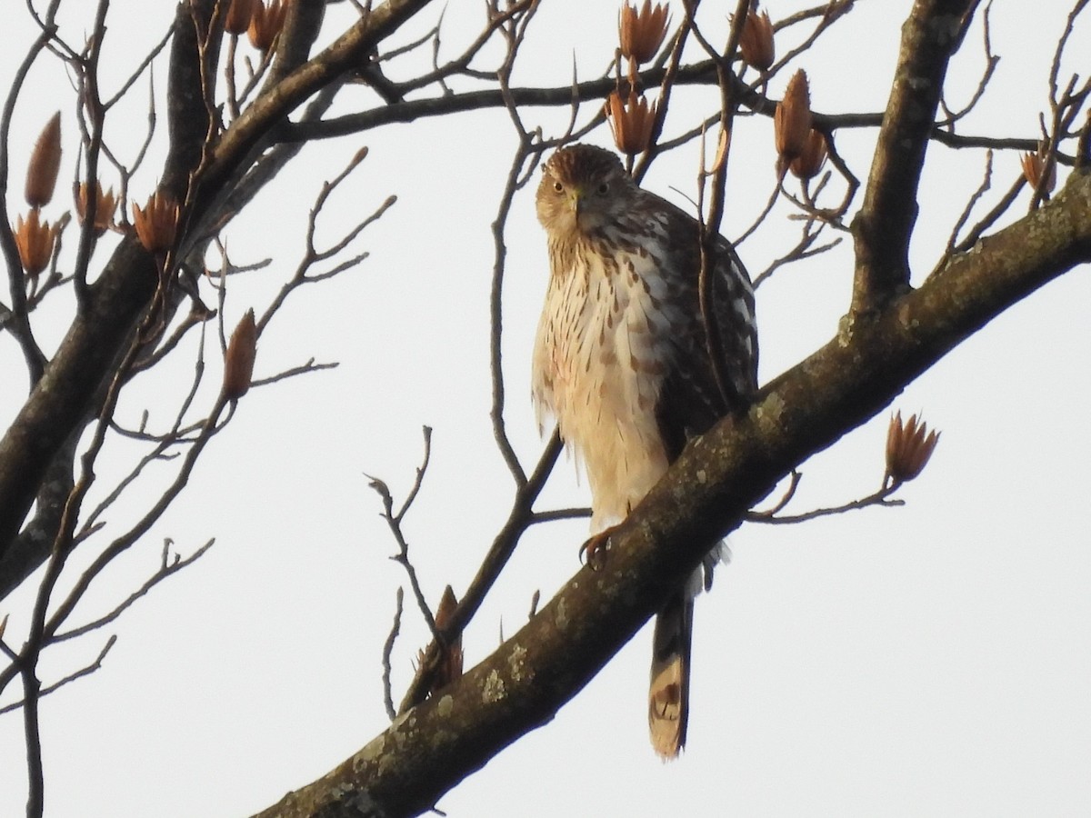 Cooper's Hawk - ML647319896