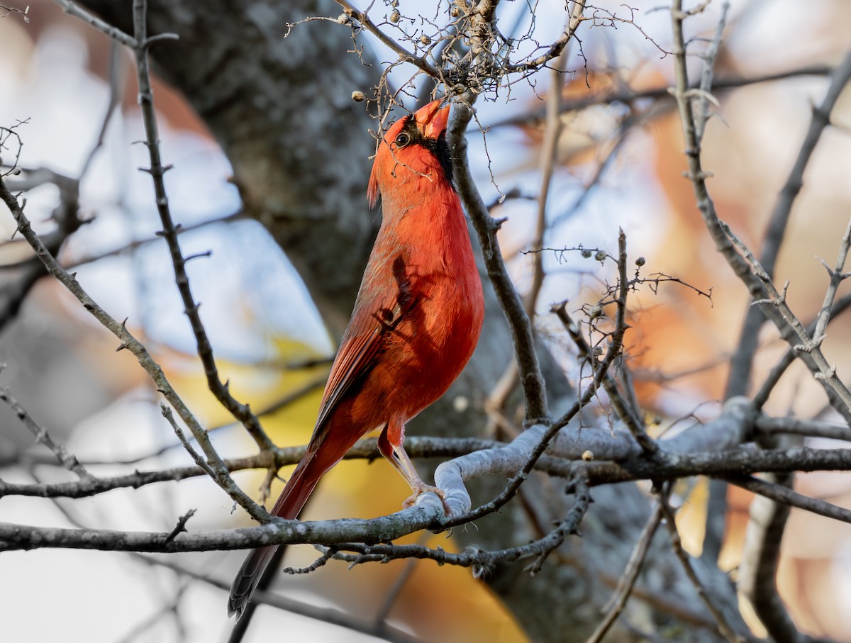 rødkardinal - ML647319898