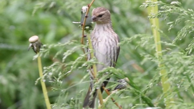 Сосновый чиж (pinus/macropterus) - ML647319929