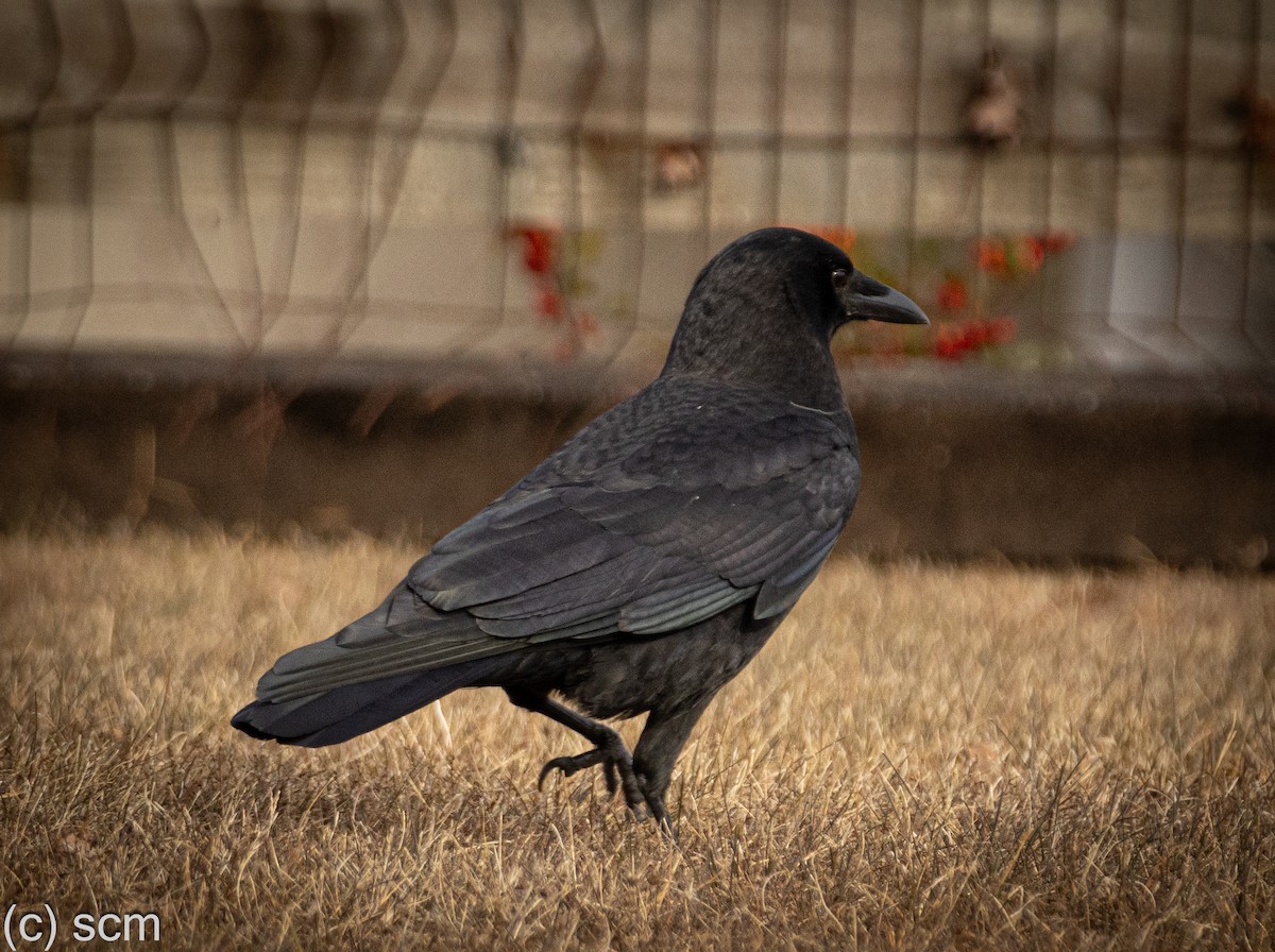 Common Raven - ML647319938