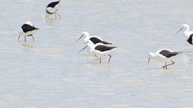 pisila australská - ML647319946