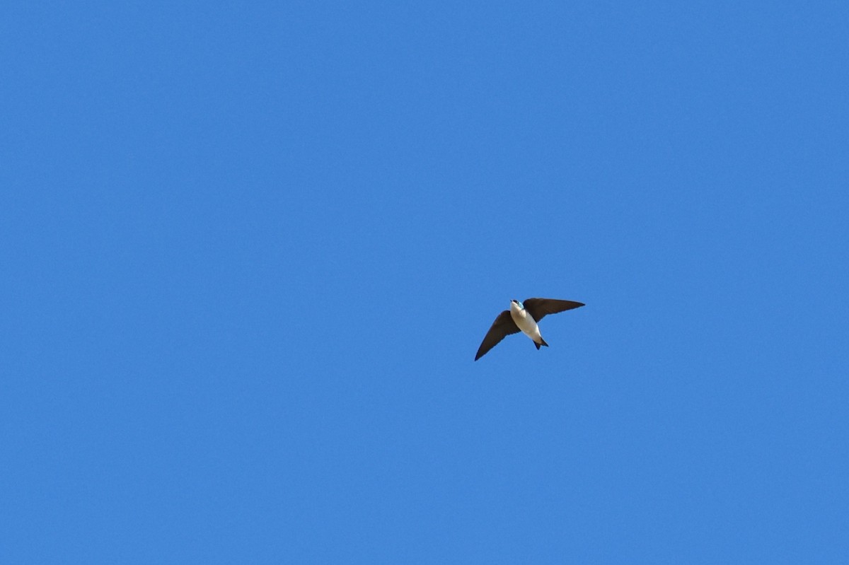 Tree Swallow - ML647319947