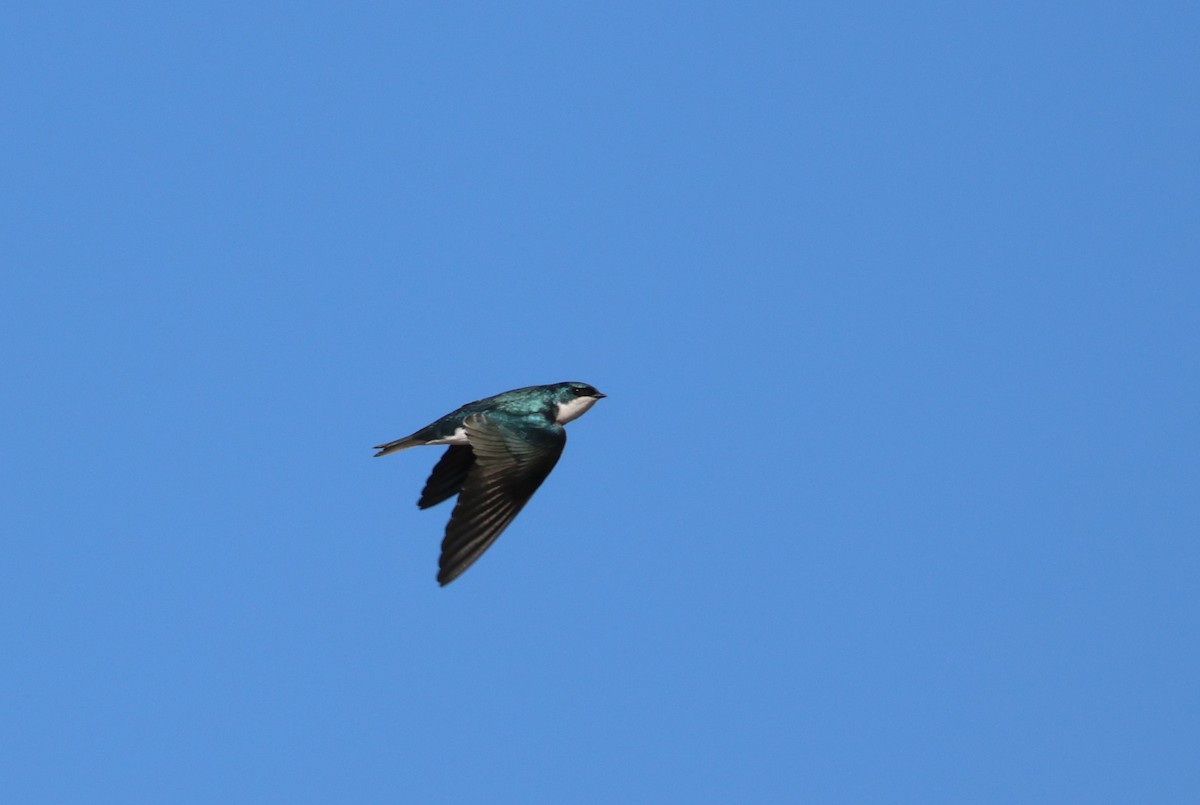 Tree Swallow - ML647319948
